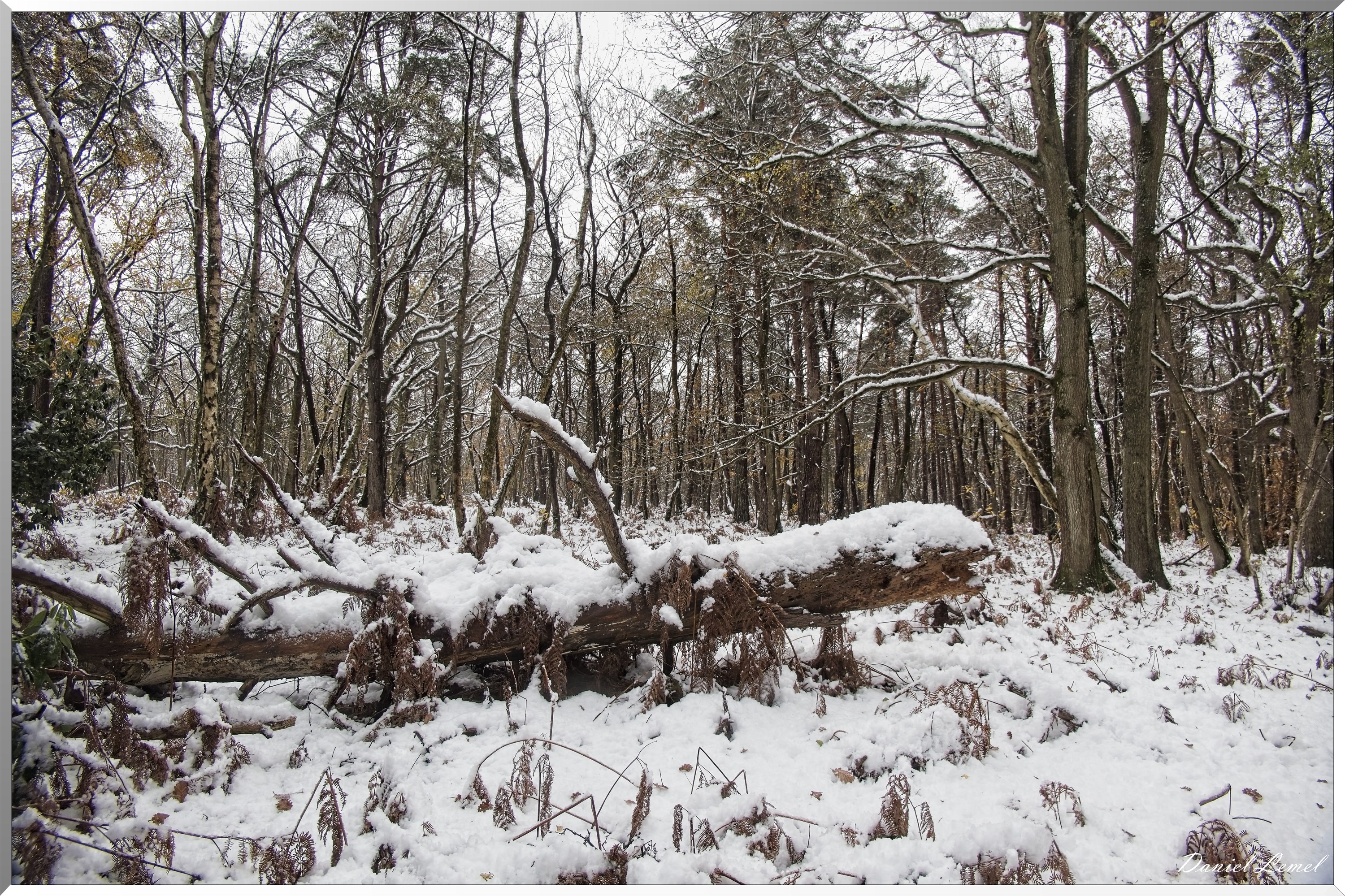 Dormont-Bois-de-Brillehaut