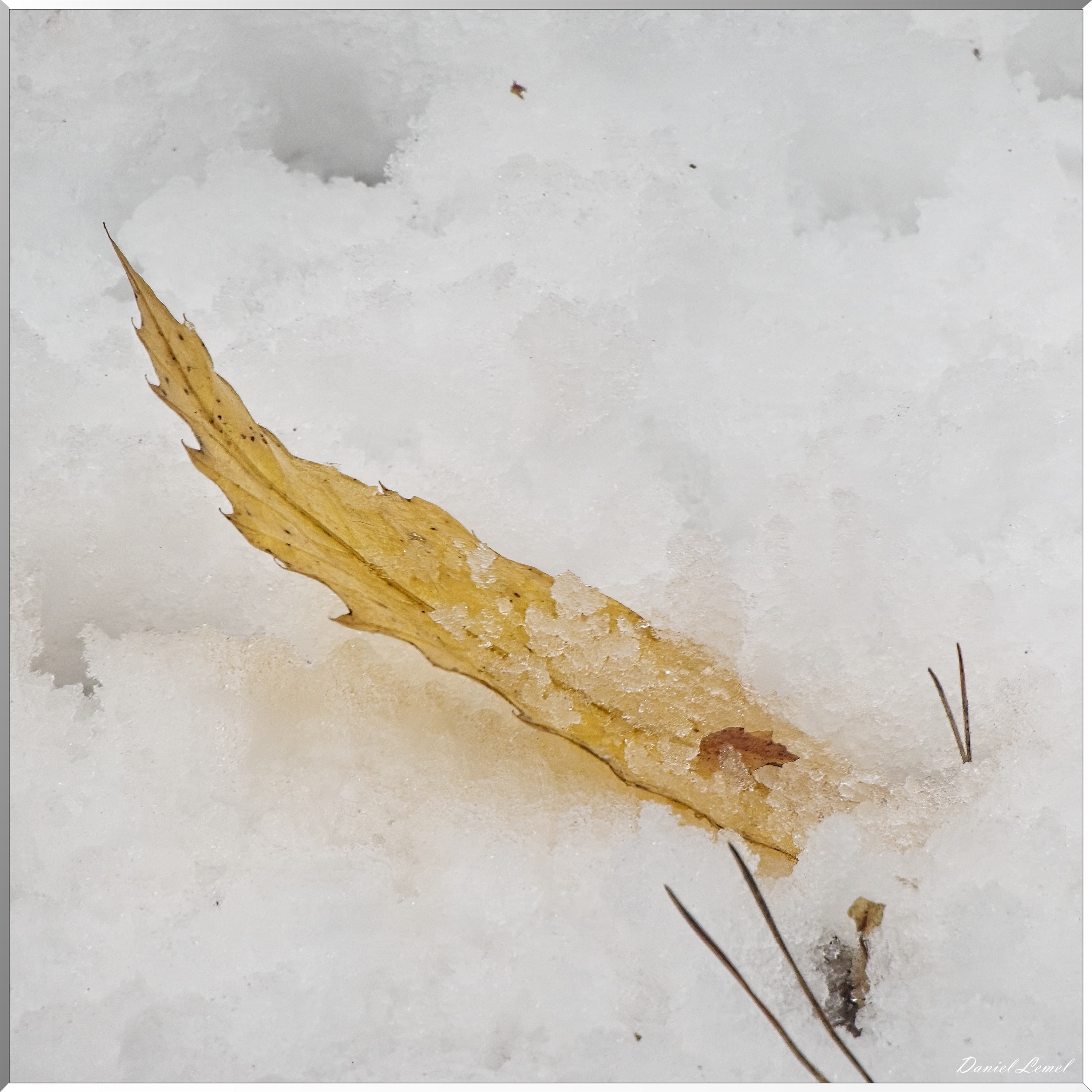 Dormont-Bois-de-Brillehaut