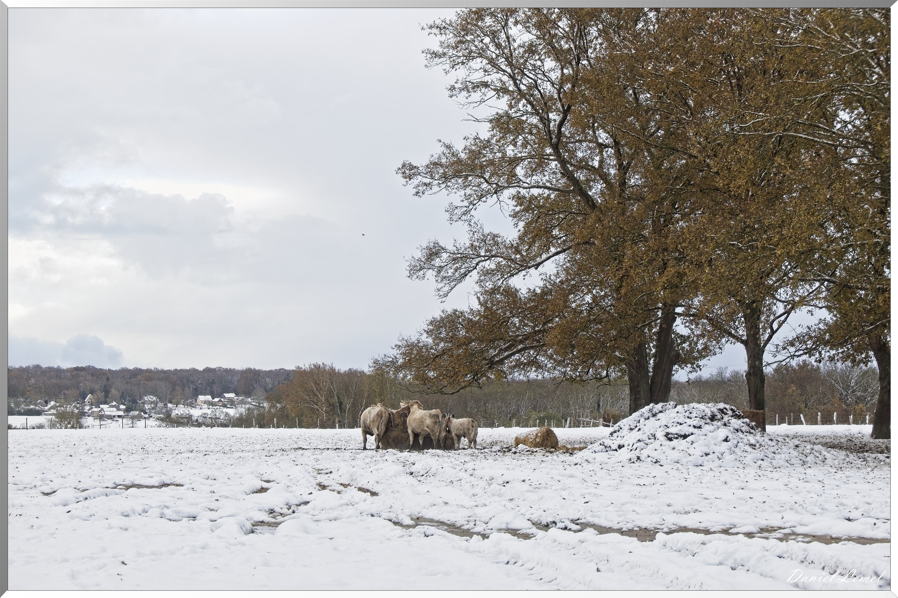Dormont-Bois-de-Brillehaut