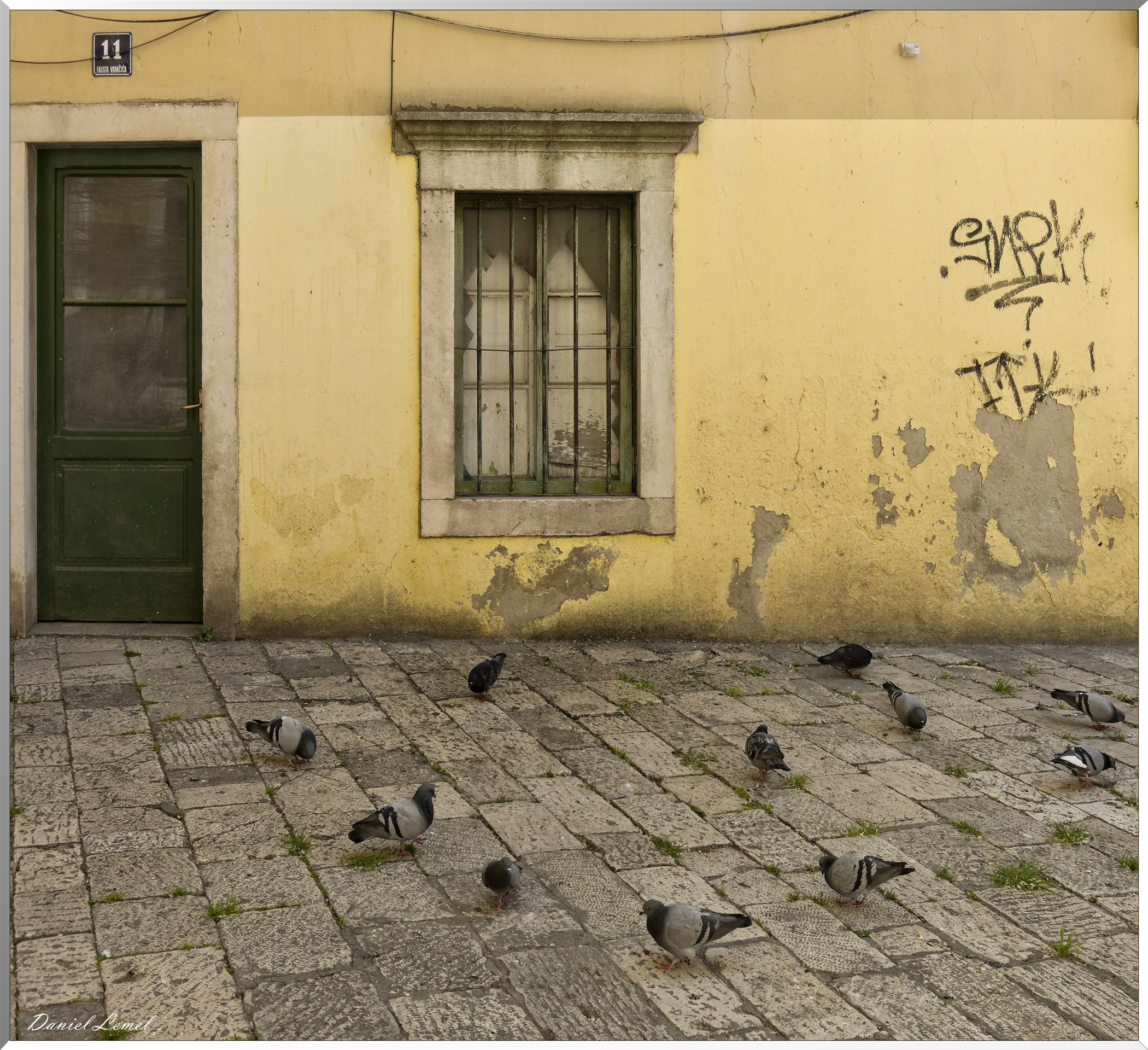 Pigeons